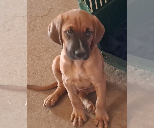 Medium Photo #4  Puppy For Sale in , 