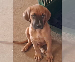 Bloodhound-German Shorthaired Pointer Mix Dogs for adoption in Brooksville, FL, USA