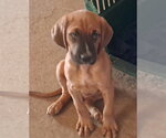 Small Photo #4  Puppy For Sale in , 