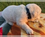 Small Photo #27 English Cream Golden Retriever Puppy For Sale in WOOSTER, OH, USA