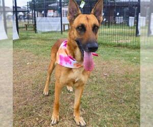 German Shepherd Dog-Unknown Mix Dogs for adoption in San Antonio, TX, USA