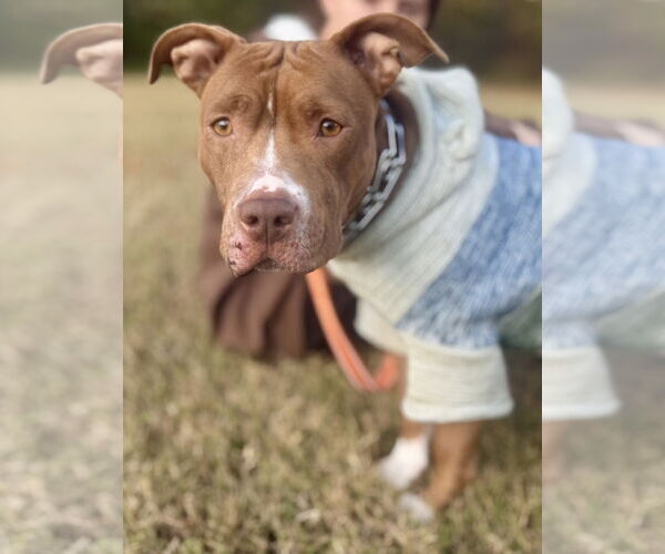 Medium Photo #1 American Pit Bull Terrier-Unknown Mix Puppy For Sale in Millersville, MD, USA