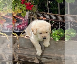 Labrador Retriever Puppy for sale in RIVERSIDE, CA, USA