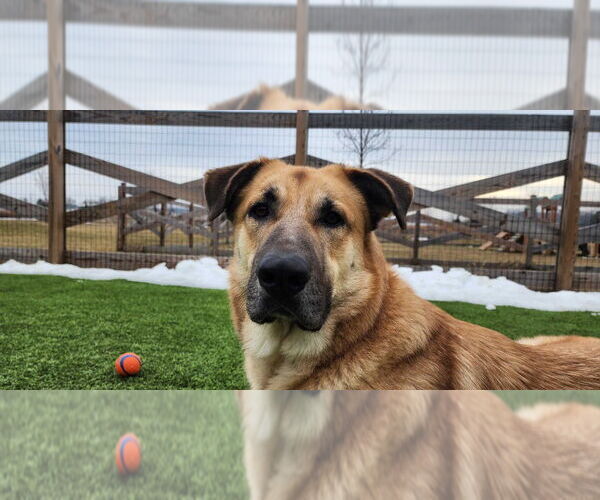 Medium Photo #8 Anatolian Shepherd-Unknown Mix Puppy For Sale in Chestertown, MD, USA