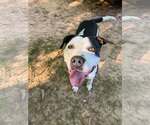 Small #1 American Staffordshire Terrier