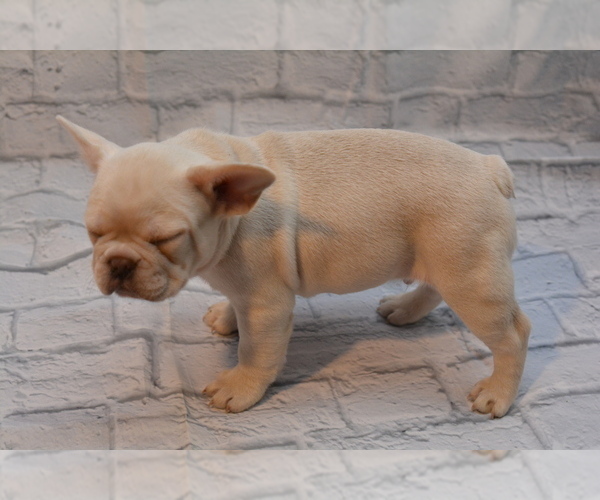 Medium Photo #3 French Bulldog Puppy For Sale in TALLAHASSEE, FL, USA