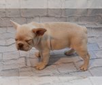 Small #2 French Bulldog