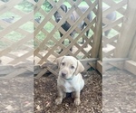 Small Photo #8 Labrador Retriever Puppy For Sale in ASHEVILLE, NC, USA