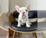 Puppy Unique French Bulldog