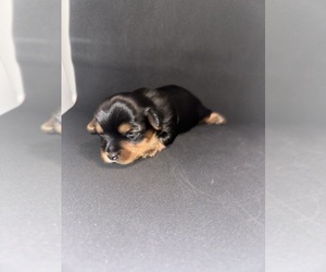 Yorkshire Terrier Puppy for sale in SHERWOOD, AR, USA