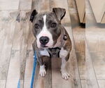 Small #7 American Pit Bull Terrier Mix