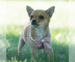 Small Photo #44 Chihuahua Puppy For Sale in WARSAW, IN, USA
