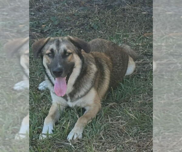 Medium Photo #2 Anatolian Shepherd-Unknown Mix Puppy For Sale in Tampa, FL, USA