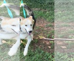 Small #6 Huskies  Mix
