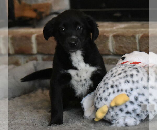 Medium Photo #2 Beagle-Border Collie Mix Puppy For Sale in Mechanicsburg, PA, USA