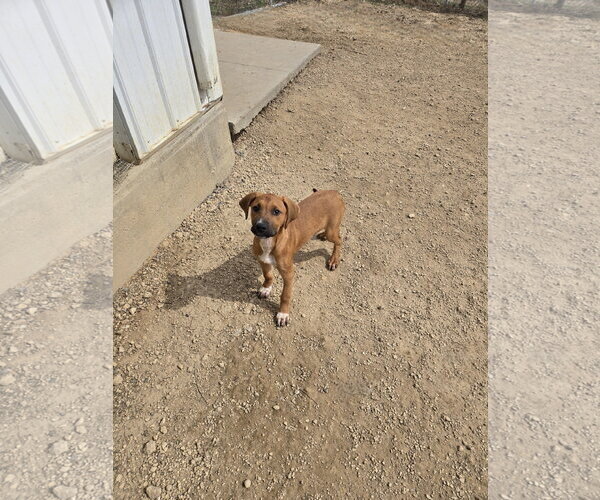 Medium Photo #1 Boxer-Unknown Mix Puppy For Sale in Maquoketa, IA, USA