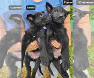 German Shepherd Dog Puppy for Sale in KANSAS CITY, Missouri USA