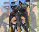 Image preview for Ad Listing. Nickname: C litter