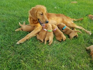 Mother of the Golden Retriever puppies born on 07/19/2018