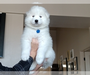 Samoyed Puppy for sale in DRAPER, UT, USA