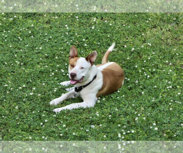 Medium Photo #6 Staffordshire Bull Terrier-Unknown Mix Puppy For Sale in Munford, TN, USA