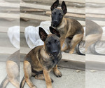 Small Photo #24 Belgian Malinois Puppy For Sale in ONTARIO, CA, USA