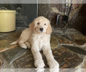 Goldendoodle Puppy for sale in LINDEN, MI, USA
