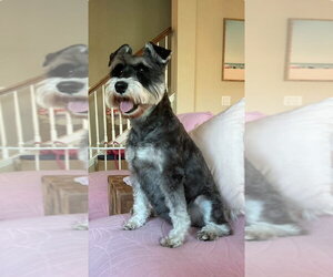 Mutt Dogs for adoption in Valrico, FL, USA
