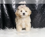 Puppy Aaron F1 Maltipoo