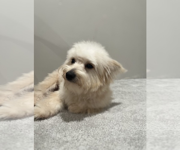 Medium Photo #6 Pom-A-Poo Puppy For Sale in AGAWAM, MA, USA