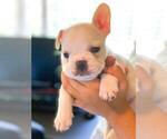 Small Photo #4 French Bulldog Puppy For Sale in EL CAJON, CA, USA