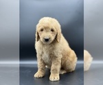 Small Photo #6 Goldendoodle Puppy For Sale in MARYVILLE, MO, USA