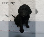 Puppy 5 Labradoodle