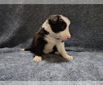Small Photo #145 Border Collie Puppy For Sale in NORBORNE, MO, USA