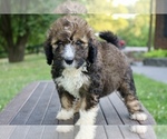 Small #7 Bernedoodle
