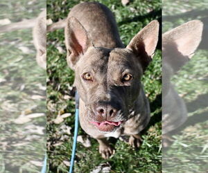 GOOSE - Female Mutt Dog for Adoption - Photo #3