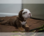 Small Photo #3 Bulldog Puppy For Sale in SIMPSONVILLE, SC, USA