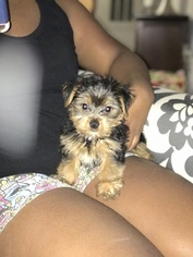 Yorkshire Terrier Puppy for sale in ASHBURN, VA, USA
