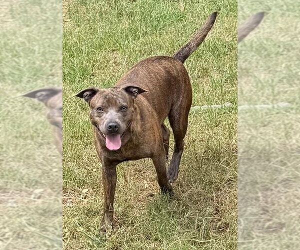 Medium Photo #3 American Pit Bull Terrier-Unknown Mix Puppy For Sale in Wetumpka, AL, USA