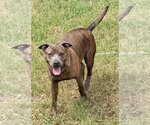 Small #2 American Pit Bull Terrier Mix