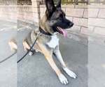 Small #3 German Shepherd Dog-Huskies  Mix