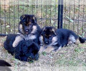German Shepherd Dog Litter for sale in NEWVILLE, PA, USA