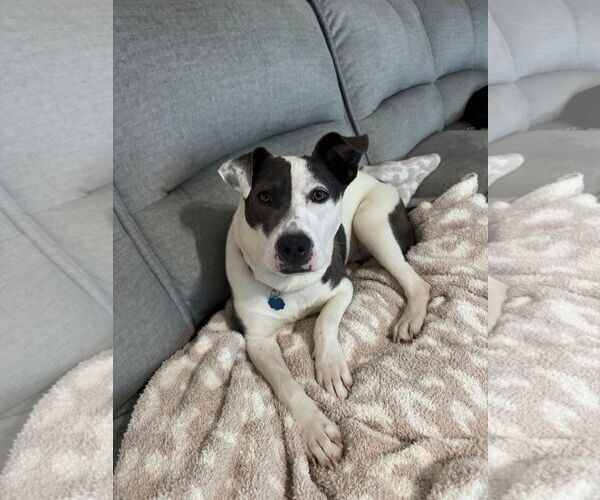Medium Photo #1 American Pit Bull Terrier-Unknown Mix Puppy For Sale in Germantown, OH, USA