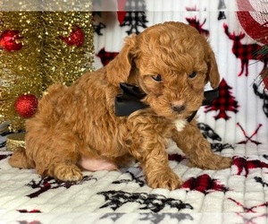 Poodle (Toy) Puppy for sale in LANCASTER, PA, USA