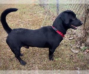 Bassetdor Dogs for adoption in Tallahassee, FL, USA