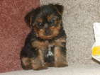 Small Yorkshire Terrier