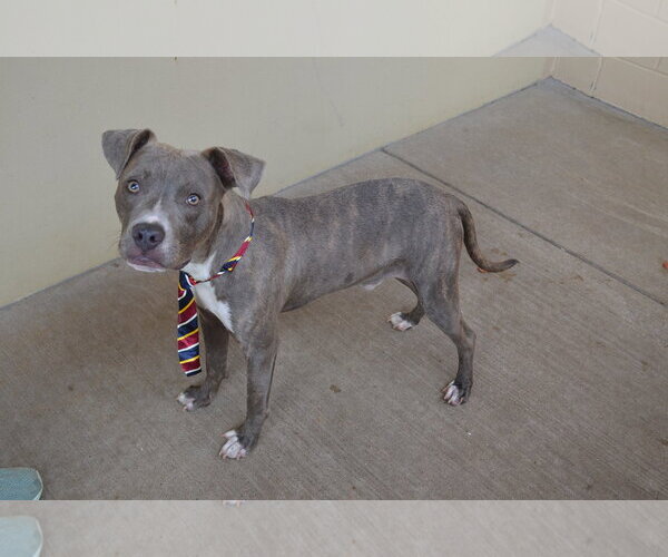Medium Photo #2 American Pit Bull Terrier-Unknown Mix Puppy For Sale in McKinney, TX, USA
