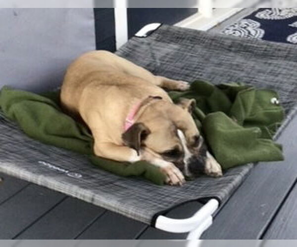Medium Photo #5 Bulldog-Unknown Mix Puppy For Sale in Houston, TX, USA