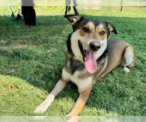 Australian Shepherd-Unknown Mix Dogs for adoption in Temple, TX, USA