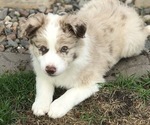 Small Photo #8 Border Collie Puppy For Sale in RICE, MN, USA